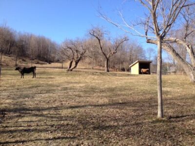 Transitioning to Spring On a Micro-Dairy, Part 2 Image